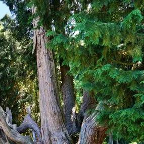 Lawsons False Cypress (Chamaecyparis lawsoniana) Img 1